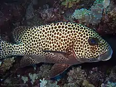 Diagramme arlequin (Plectorhinchus chaetodonoides)