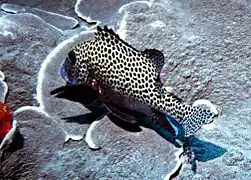 Plectorhinchus punctatissimus