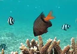 Plectroglyphidodon dickii