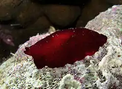 Pleurobranchus peronii