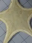 Plutonaster intermedius