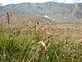 Poa arctica, vue globale (Monts Crazy, Montana, États-Unis)