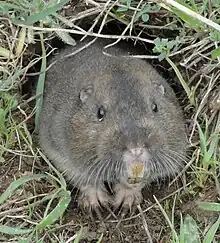 Rongeur dans son terrier, pelage gris-marron, deux longues dents de devant, longues griffes au pattes, petits yeux noirs