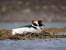 Grèbe mitré (Podiceps gallardoi)