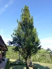 Podocarpus angustifolius&nbsp;(en), espèce endémique