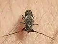 Pogonocherus fasciculatus  (De Geer, 1775)