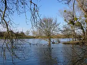 Photographie en couleurs d'une rive d'un cours d'eau, avec l'émergence de divers arbres dans l'eau.