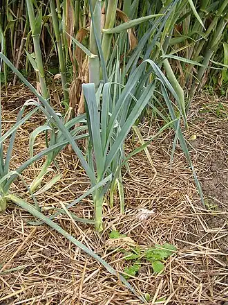 Glauque d'œillet et Glauque d'Abiès du poireau p. 247-248.