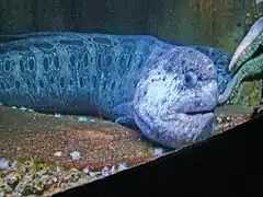 Anarrhichthys ocellatus