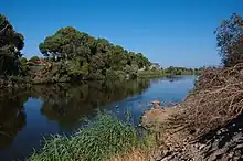 Poissons morts à la surface de l'eau.