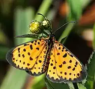 Pardopsis punctatissima