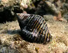 Pollia undosa