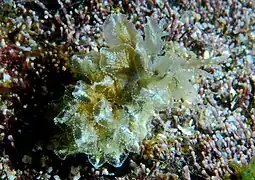 Polybranchia samanthae.