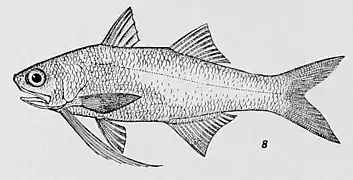 Polydactylus virginicus