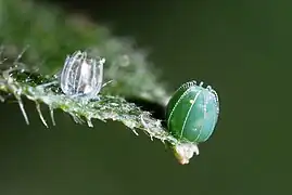 Œuf.