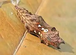 Chrysalide.