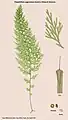 Polyphlebium angustatum