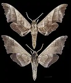 Polyptychus