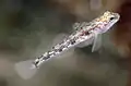Pomatoschistus pictus adriaticus