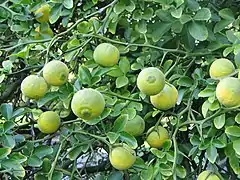 Poncires (jardin botanique de Bratislava (en))