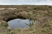 Mare dans Les Landes de Jersey.