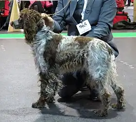 Image illustrative de l’article Épagneul de Pont-Audemer