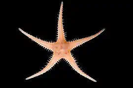 Pontaster tenuispinus (MNHN)