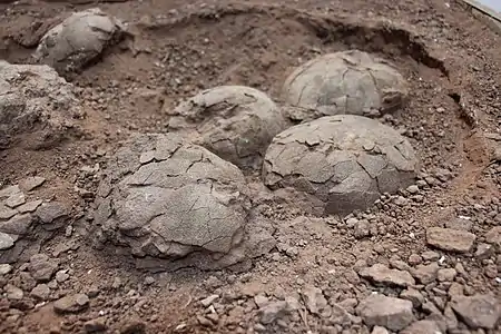 Ponte de l’hadrosaure Telmatosaurus transylvanicus