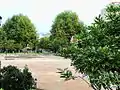 Arbres de la place