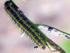 Chenille.