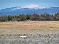 Porcs du Ventoux en plein air.