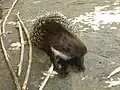 Porc-épic