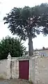 Portail du presbytère et le cèdre tricentenaire