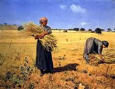 António Carvalho de Silva Porto, colheita-ceiferas&nbsp;(pt), Moisson-moissonneuses. Mise en gerbes