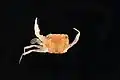 Portunidae