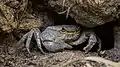 Un Qabru&nbsp;(mt) (Potamon fluviatile lanfrancoi), sous espèce de Potamon fluviatile qui vit à Malte. Avril 2021.