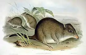 Planche zoologique de 1863