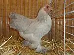 Poule Brahma naine perdrix gris perle doré clair maillé