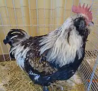 Coq Faverolles Allemande saumoné (grande race)