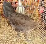 Poule saumon doré.