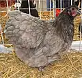 Poule orpington bleue naine