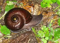 Powelliphanta annectens&nbsp;(en).