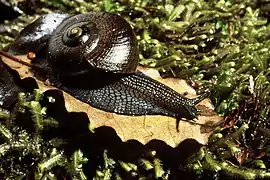 Powelliphanta lignaria johnstoni&nbsp;(en) près du Mokihinui, sur l'île du Sud.