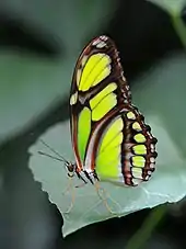 Philaethria dido