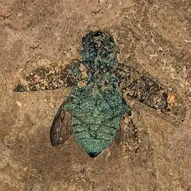 Fossile d'un Bupreste de l'Éocène du site fossilifère de Messel (Allemagne).