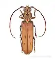 Praxithea travassosi  Muséum de Toulouse
