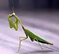Mante religieuse (Mantidae)