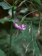 Prénanthe pourpre.