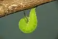 Chenille