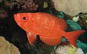Priacanthus hamrur.